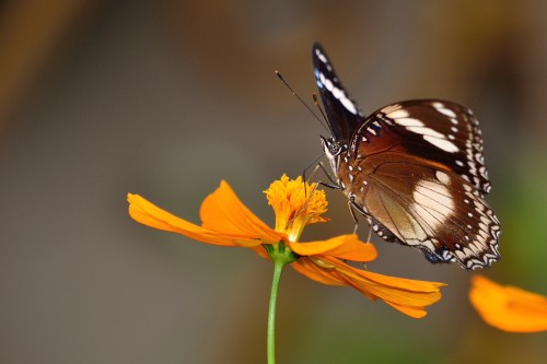butterfly-2785699.jpg